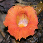 Costusglobosus