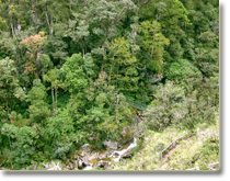 mesilau nepenthes valley