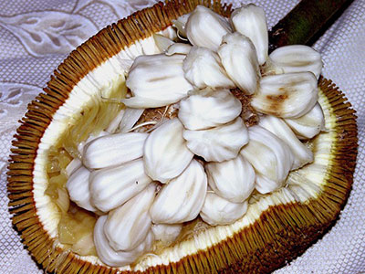 Artocarpus Odoratissimus