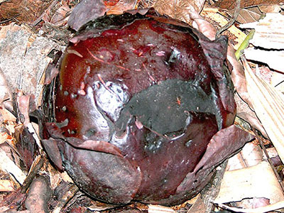 Rafflesia pricei bud