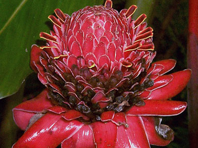 Etlingera elatior Teman Negara