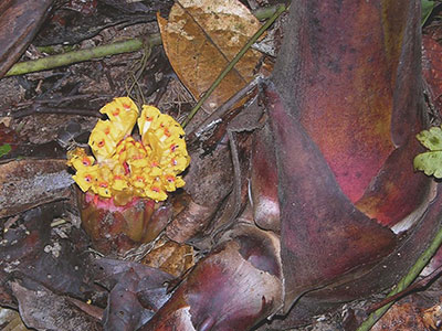 Etlingera fimbriobracteata from Mulu