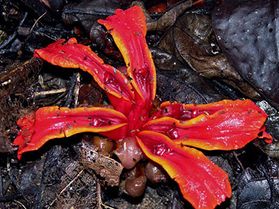 Etlingera littoralis