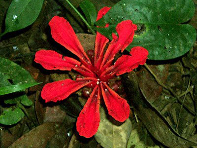 Etlingera littoralis 1