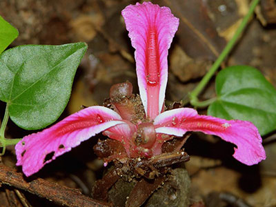 Etlingera metriocheilos