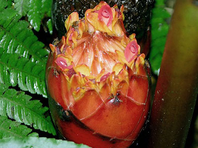 Etlingera muluensis Kinabalu park