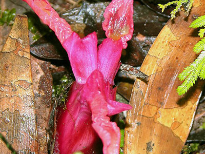 Etlingera sp Kinabalu park