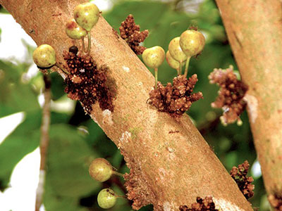 cauliflorous fig for site closeup