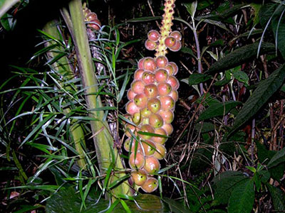 Alpinia havilandii fruit Meslau