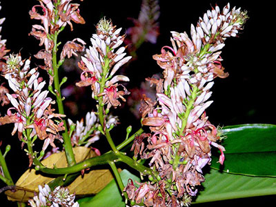 Alpinia nieuwenhuizii