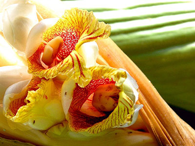 Alpinia species Kinabalu