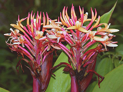 Burbidgea schizocheila in Kinabalu