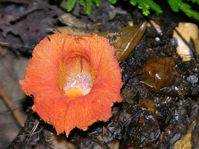 Costus globosus Kinabalu park