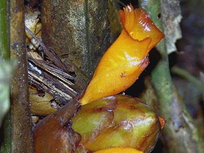 Costus sp Mulu