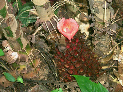 Costus species in Teman park