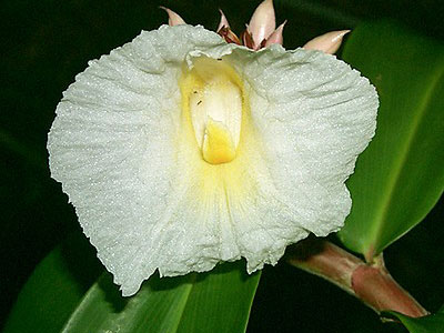 Costus speciosa