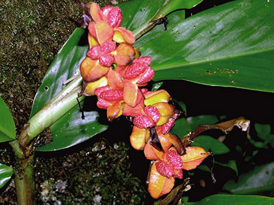 Hedychium clyindricum fruit Mesilau