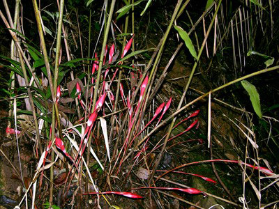 Hornstedia gracilelarge