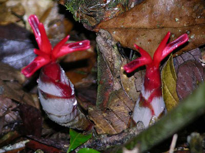 Zingiberaceae or ginger