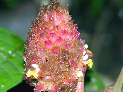 Plagiostachys sp from Mulu