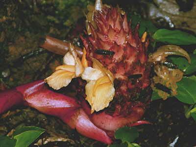 Zingiber pseudopungens  Kinabalu park
