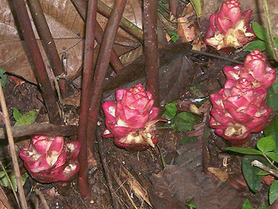 Zingiber species in Teman park
