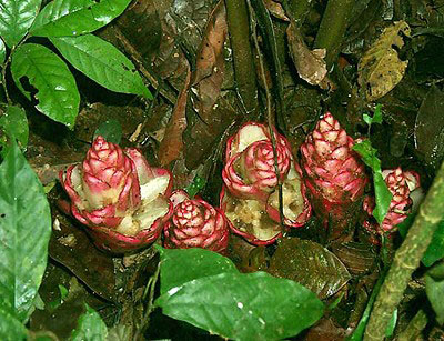 Zingiber species